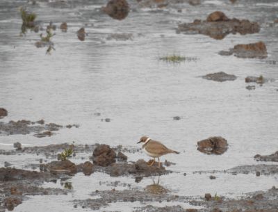 Little Ringed Plover Seaton 