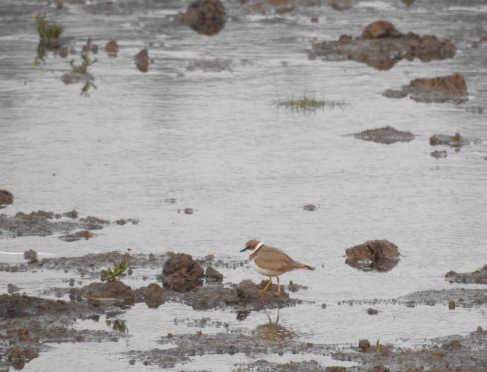 Little Ringed Plover Seaton 