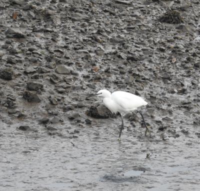 Little Egret - Seaton Tramway