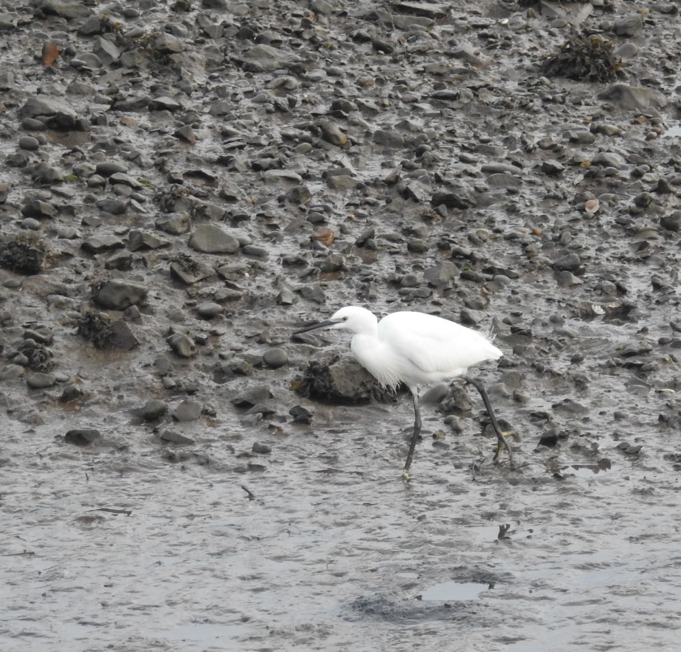 Little Egret - Seaton Tramway
