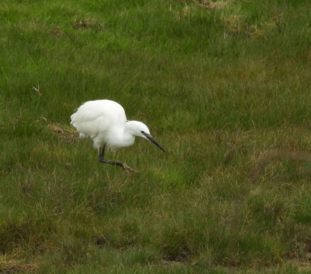 Little Egret
