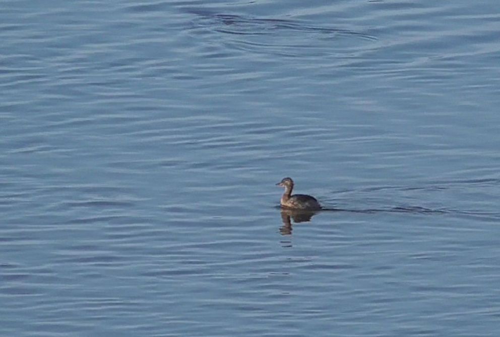 Little Grebe
