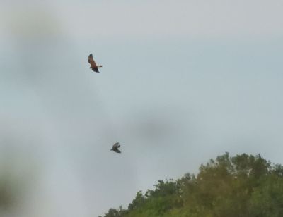 Marsh Harrier - Birdwatching Tram