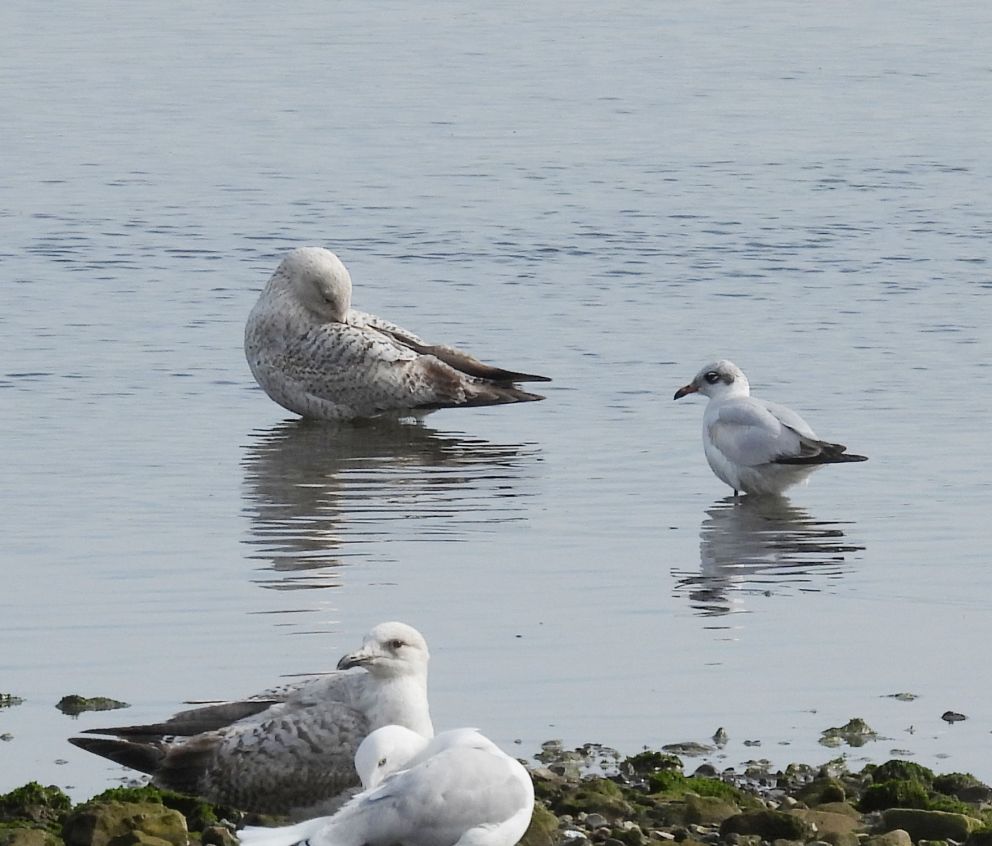 Mediterranean Gull