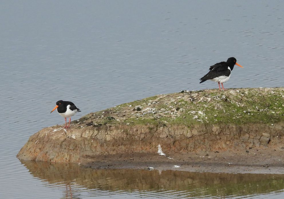 Oyster Catcher