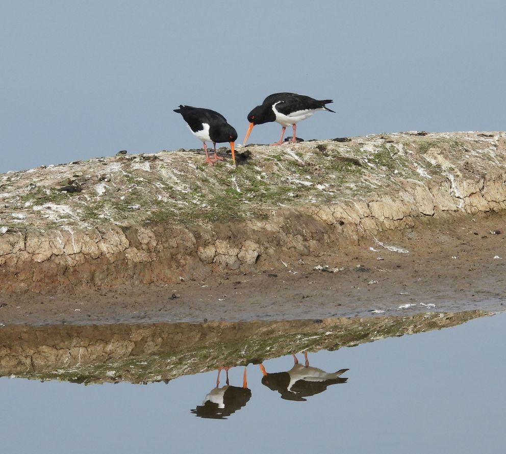 Oyster Catchers