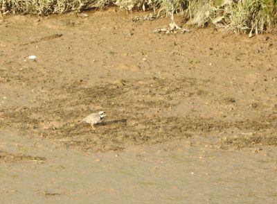 Ringed Plover