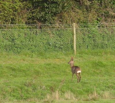 Roe Deer