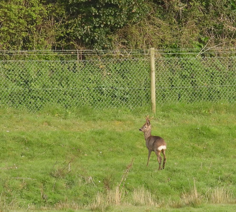 Roe Deer