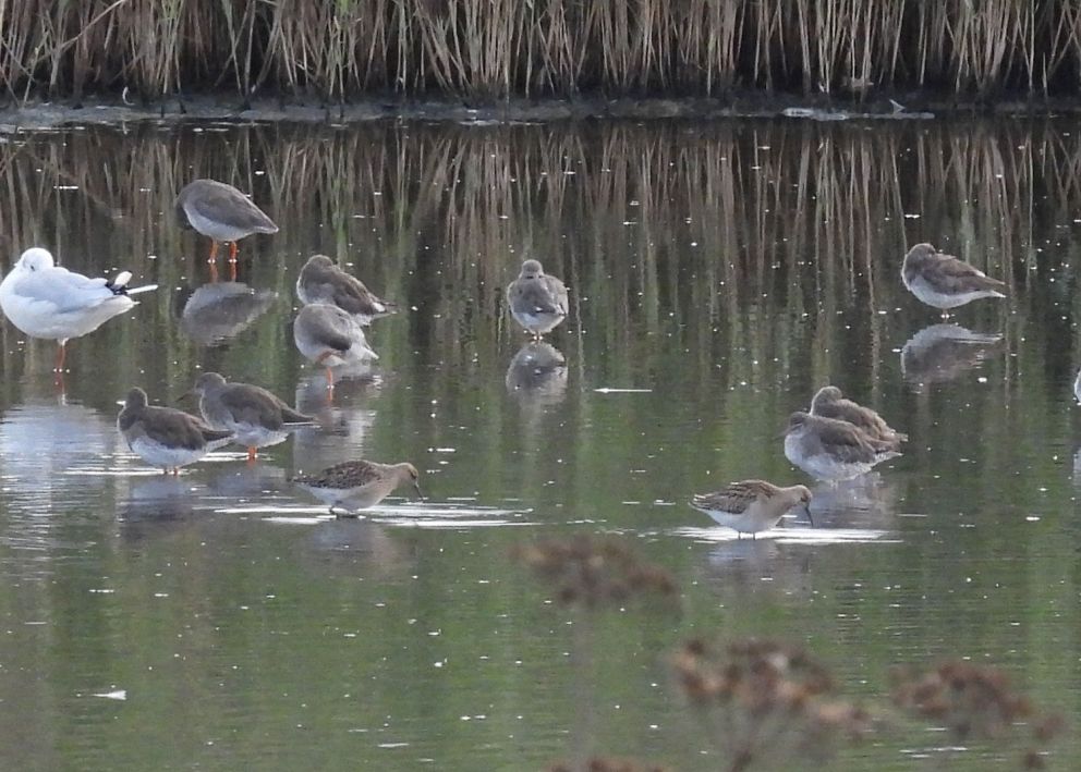 ruff - - Birdwatching Tram
