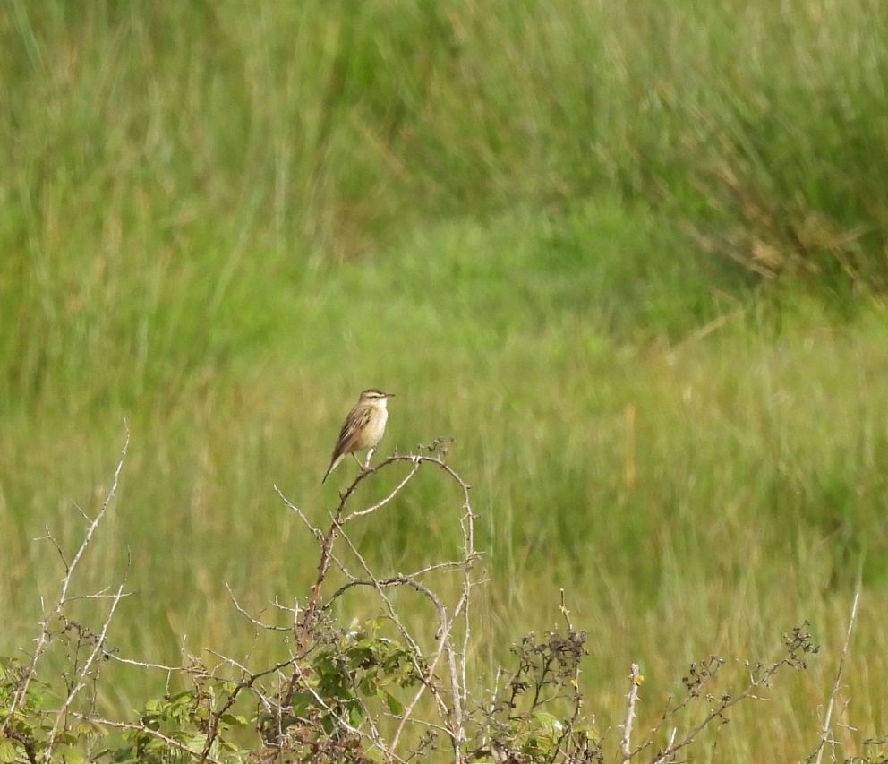 Sedge Warbler