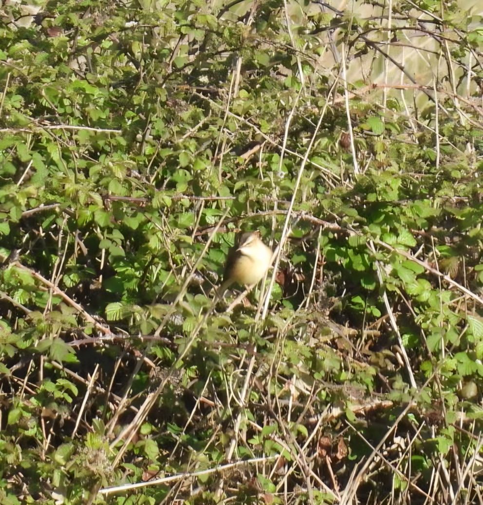 Sedge Warbler