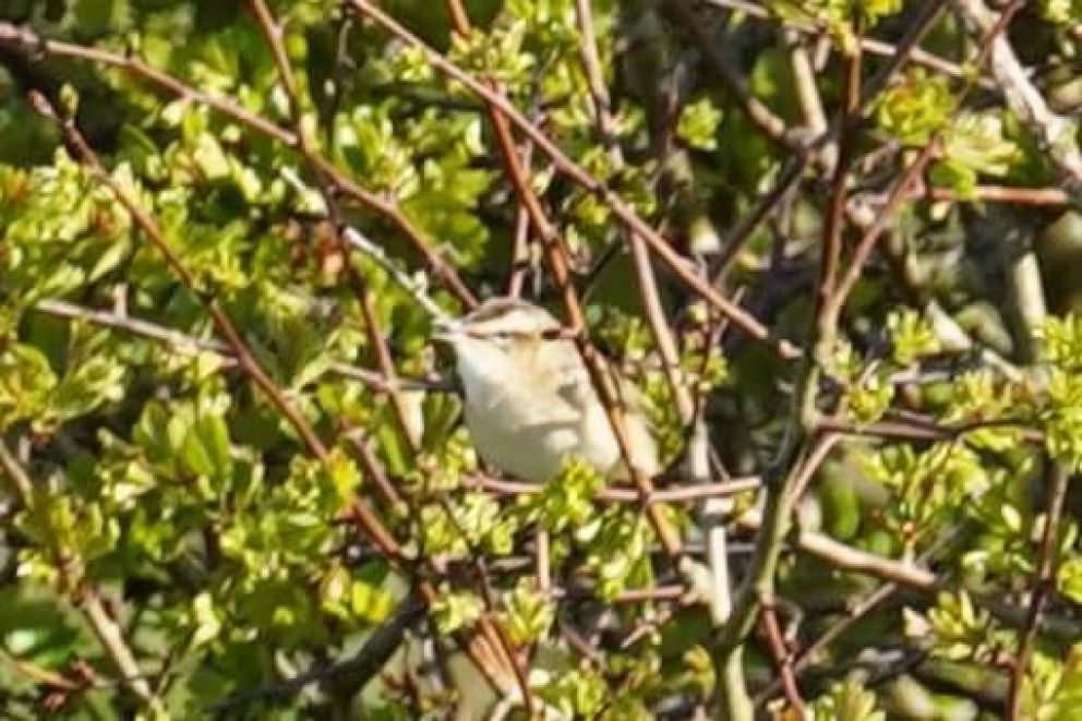 Sedgewarbler