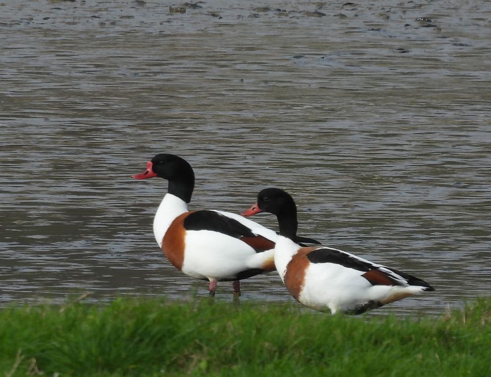 Shelduck Pair