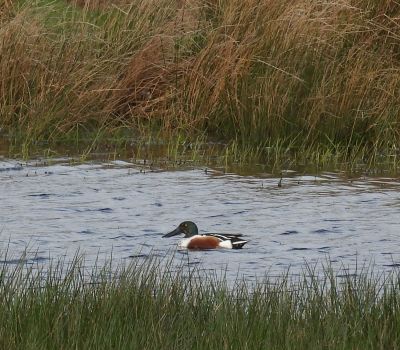 Shoveler Drake