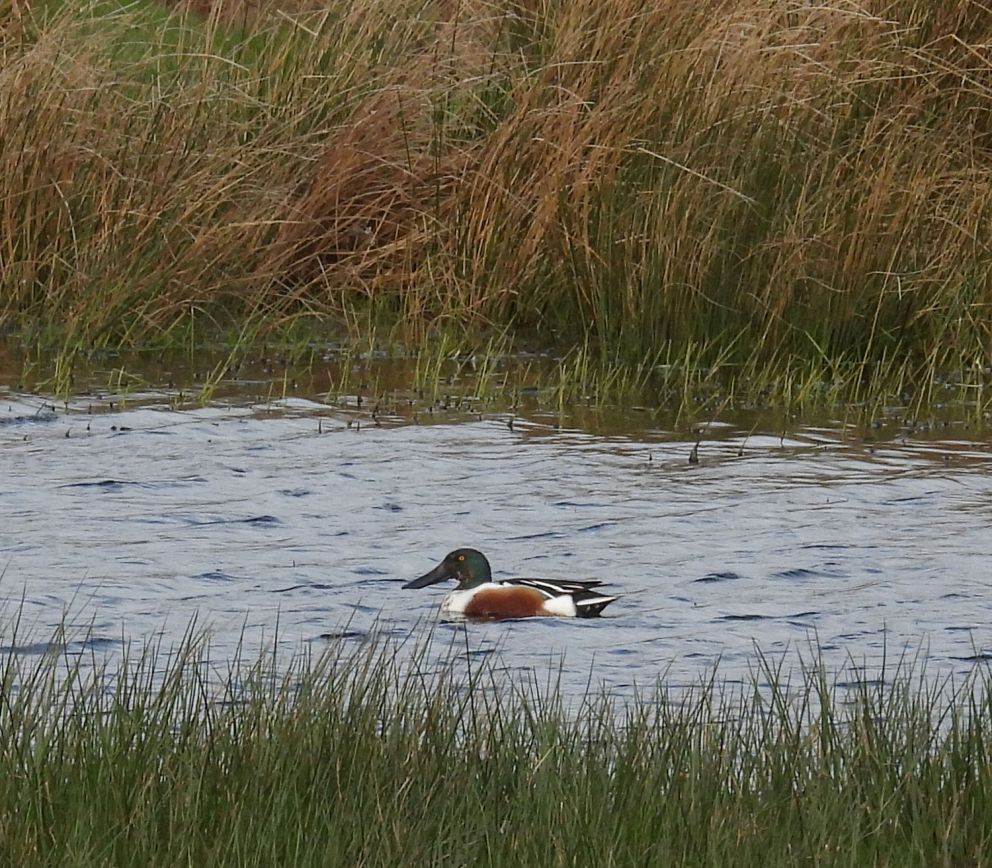 Shoveler Drake