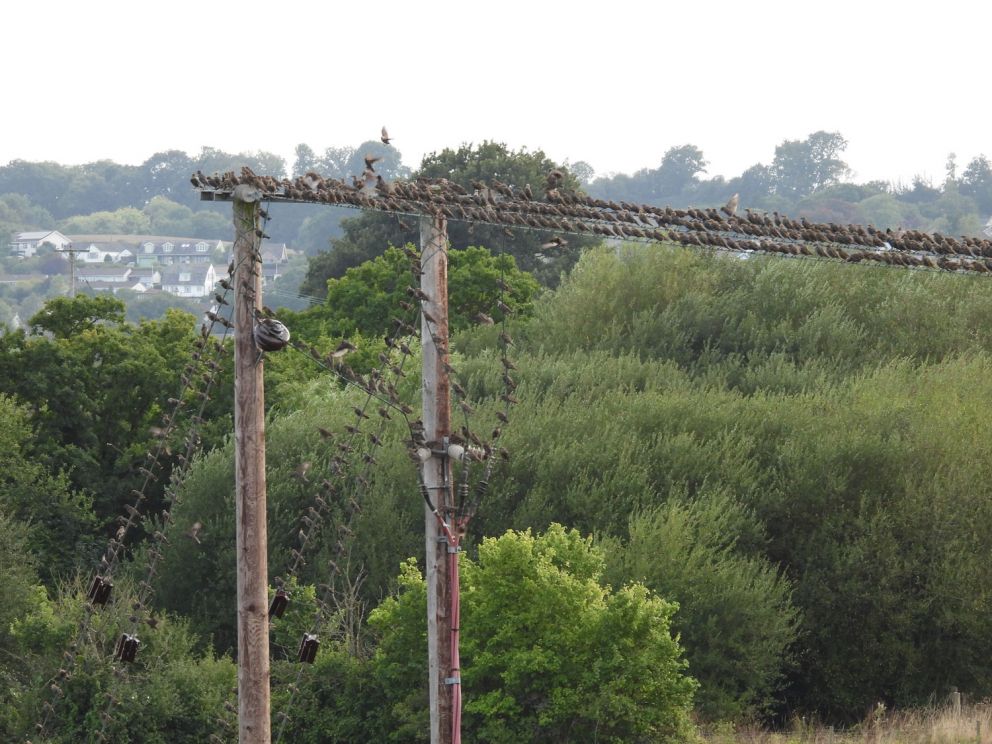 Starlings - Birdwatching Tram