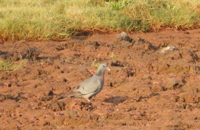 Stock Dove