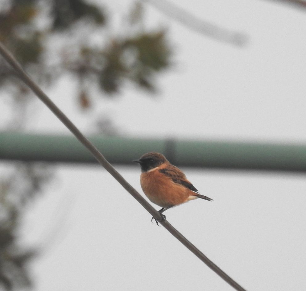 Stonechat - Seaton Tramway