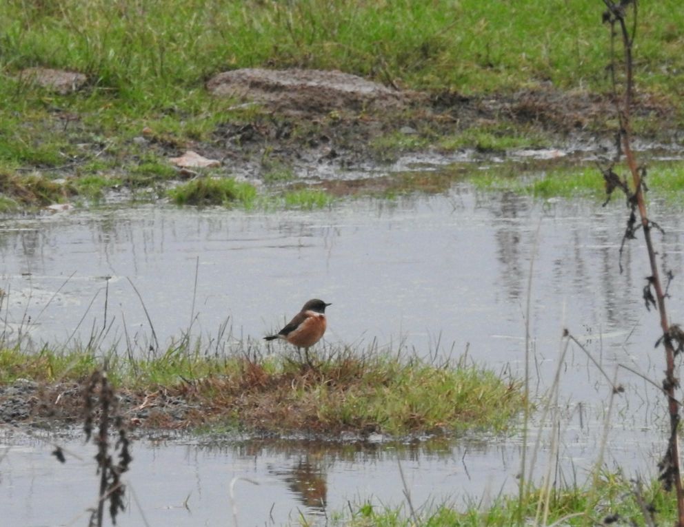 Stonechat
