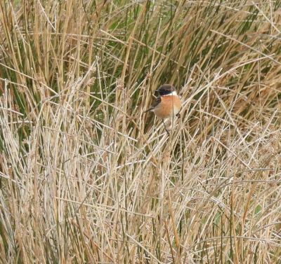 Stonechat