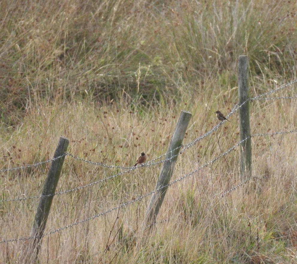 Stonechats - Birdwatching Tram