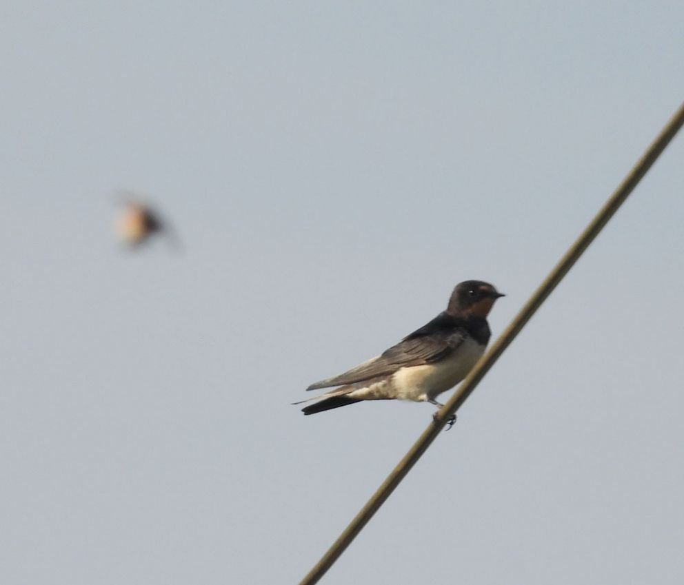 Swallow