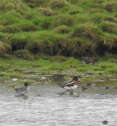 Teal and Wigeon
