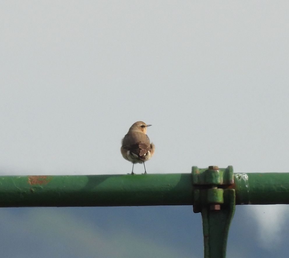 Wheatear