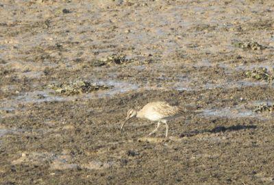 Whimbrel