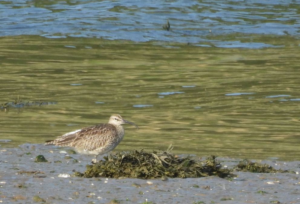 Whimbrel