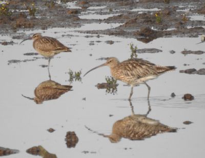 Whimbrel and Curlew Seaton Wetlands