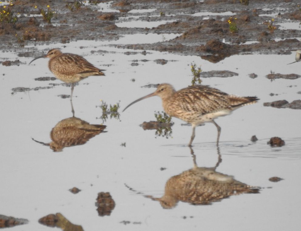 Whimbrel and Curlew Seaton Wetlands