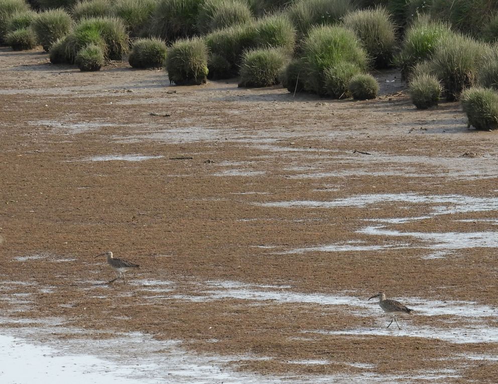  whimbrels