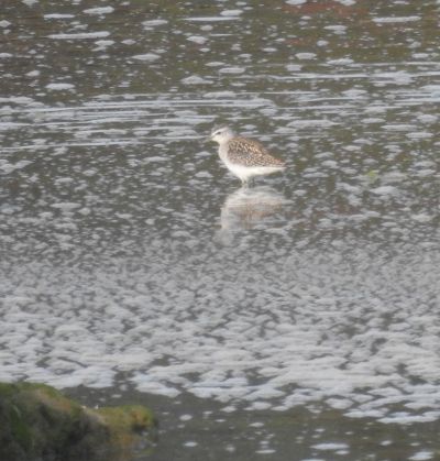 Wood Sand Piper