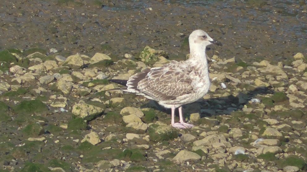 Yellow Legged Gull