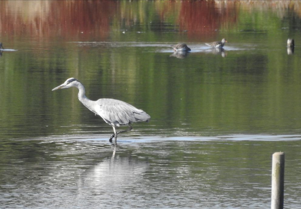 Grey Heron
