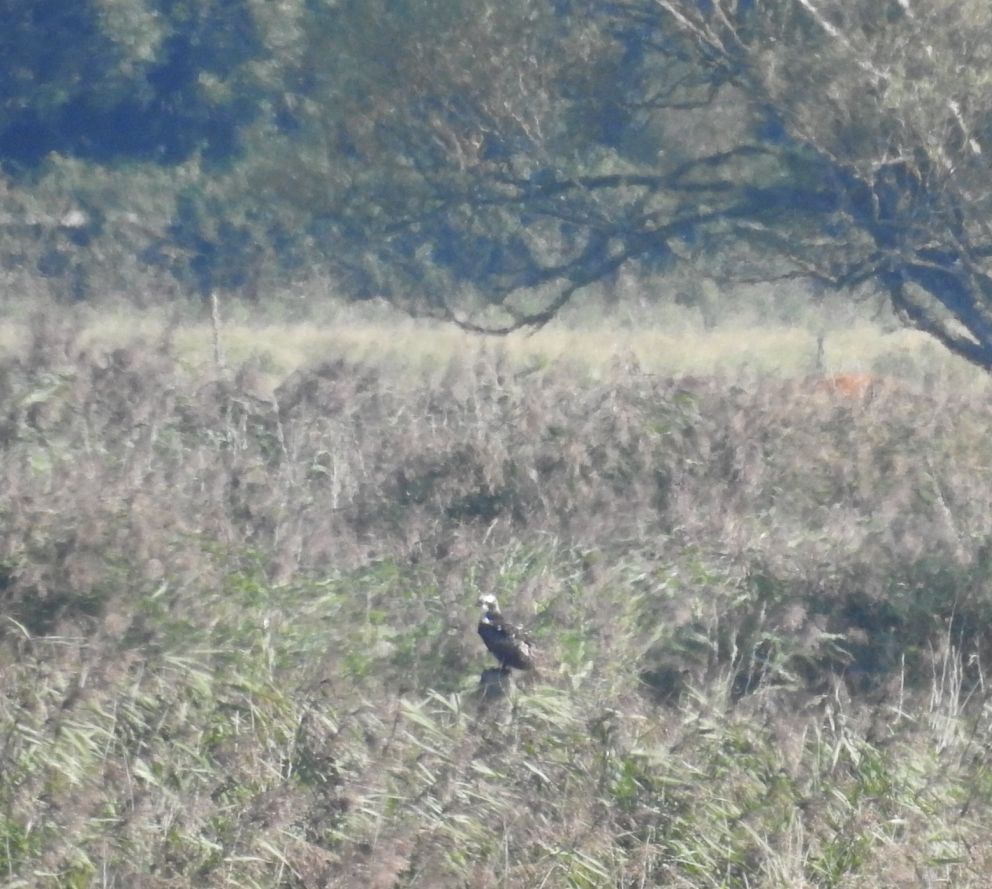 Osprey Seaton Tramway