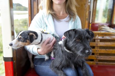 Dog Friendly Seaton Tramway