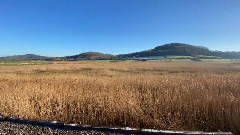 Reeds at Seaton Wetlands Halt