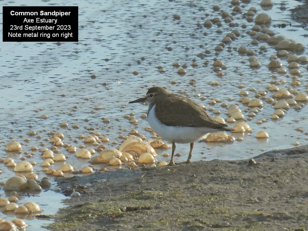 Common Sandpiper