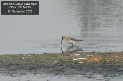 Curlew Sandpiper