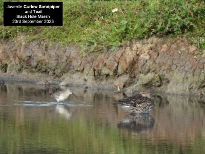 Curlew Sandpiper and Teal