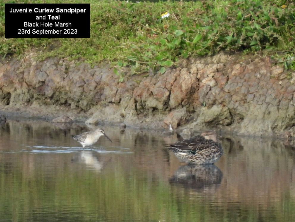 Curlew Sandpiper and Teal