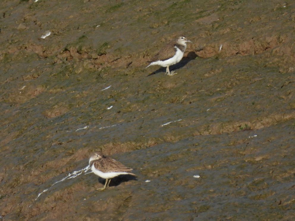 Common Sandpipers