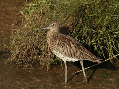 Curlew