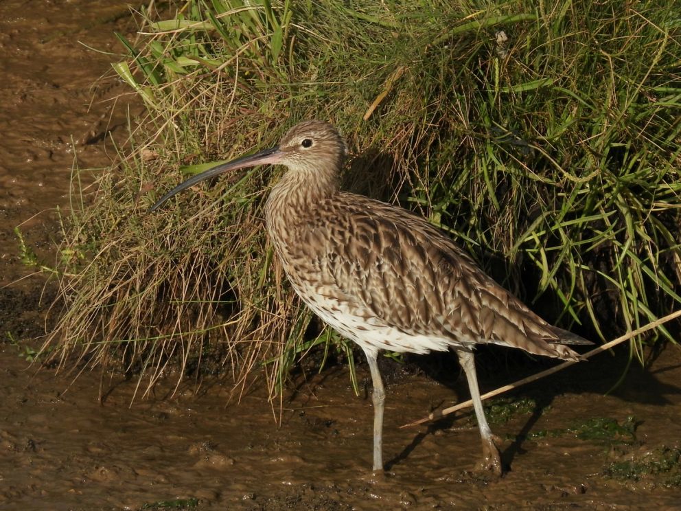 Curlew