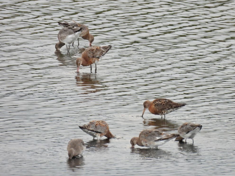 Black-tailed Godwits