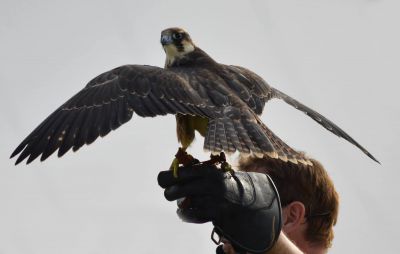 Falconry John MArshall