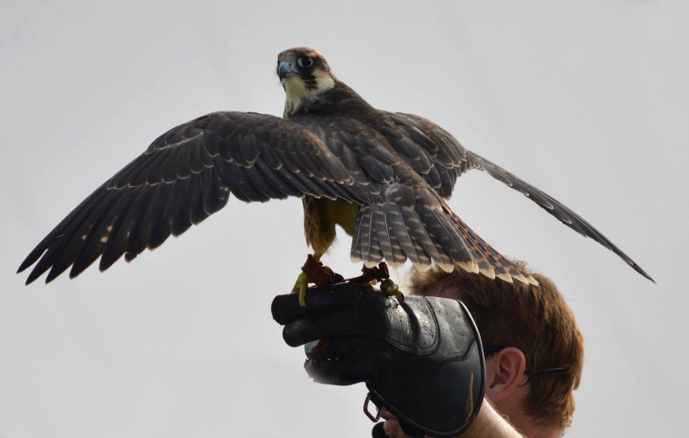 Falconry John MArshall